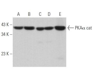 PKAα cat Antibody (A-2) - Western Blotting - Image 373097