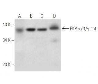 PKAα/β/γ cat Antibody (G-6) - Western Blotting - Image 314218