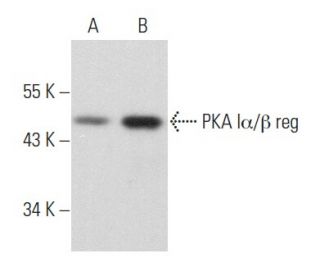 PKA I&alpha;/&beta; reg Antibody (G-6) - Western Blotting - Image 356918 