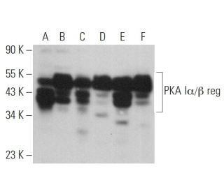 western blotting image from recommended PKA I&alpha;/&beta; reg (B-6) monoclonal antibody replacement. Image 360718