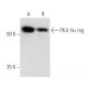 western blotting image from recommended PKA IIα reg (H-12) monoclonal antibody replacement. Image 356541
