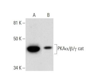 western blotting image from recommended PKA&alpha;/&beta;/&gamma; cat (B-4) monoclonal antibody replacement. Image 289873