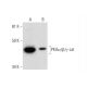 western blotting image from recommended PKAα/β/γ cat (B-4) monoclonal antibody replacement. Image 289873