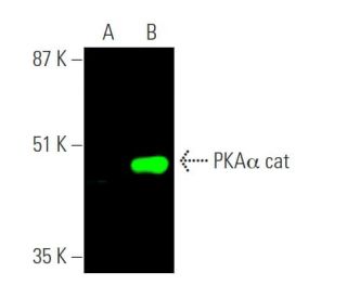 PKAα cat Antibody (A-2) | SCBT - Santa Cruz Biotechnology