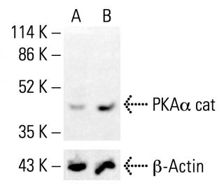 PKAα cat Antibody (A-2) | SCBT - Santa Cruz Biotechnology