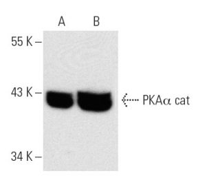 PKA&alpha; cat Antibody (B-5) - Western Blotting - Image 7362 