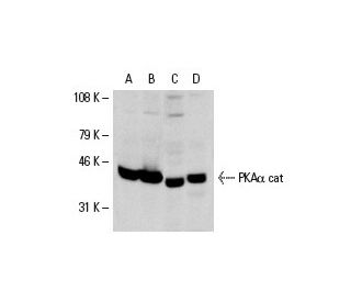 western blotting image from recommended PKA&alpha; cat (A-2) monoclonal antibody replacement. Image 7361