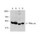 western blotting image from recommended PKAα cat (A-2) monoclonal antibody replacement. Image 7361