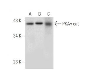 western blotting image from recommended PKAγ cat (A-4) monoclonal antibody replacement. Image 314217