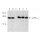 western blotting image from recommended PKC alpha (H-7) monoclonal antibody replacement. Image 297898