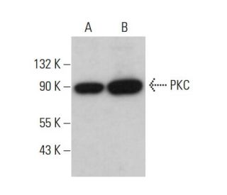 PKC Antibody (A-9) - Western Blotting - Image 380252 