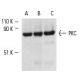 western blotting image from recommended PKC (A-3) monoclonal antibody replacement. Image 1988