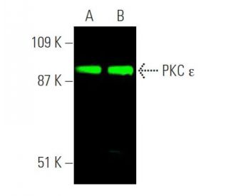 western blotting image from recommended PKC epsilon (E-5) monoclonal antibody replacement. Image 374295