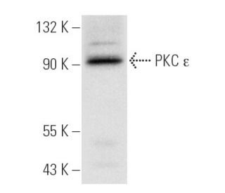 PKC epsilon Antibody (E-5) - Western Blotting - Image 2008