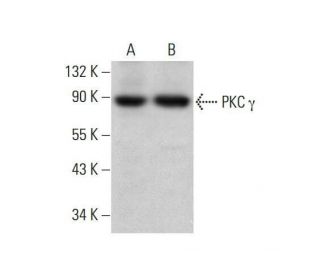 western blotting image from recommended PKC gamma (C-4) monoclonal antibody replacement. Image 352012