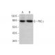 western blotting image from recommended PKC gamma (C-4) monoclonal antibody replacement. Image 352012