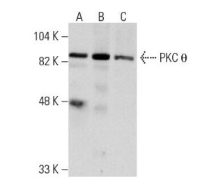 western blotting image from recommended PKC theta (E-7) monoclonal antibody replacement. Image 2022