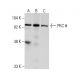 western blotting image from recommended PKC theta (E-7) monoclonal antibody replacement. Image 2022