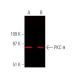 PKC theta Antibody (E-7) - Western Blotting - Image 375708