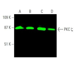 PKC zeta Antibody (H-1) | SCBT - Santa Cruz Biotechnology