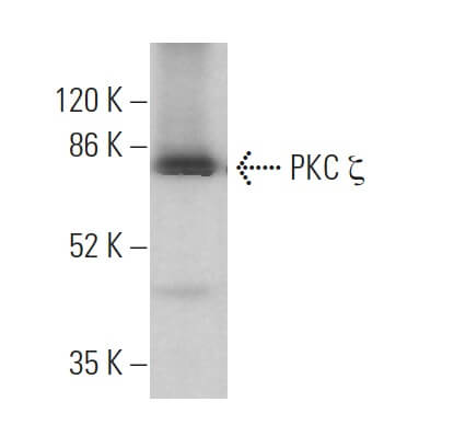 PKC zeta Antibody (H-1) | SCBT - Santa Cruz Biotechnology