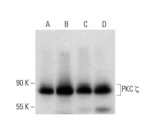 western blotting image from recommended PKC zeta (H-1) monoclonal antibody replacement. Image 318446