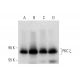 western blotting image from recommended PKC zeta (H-1) monoclonal antibody replacement. Image 318446