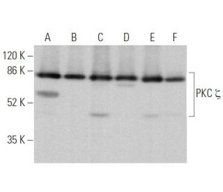 PKC zeta Antibody (H-1) - Western Blotting - Image 373101