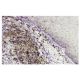 PKD2 Antibody (431.2) - Immunohistochemistry - Image 36013