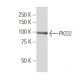 PKD2 Antibody (431.2) - Western Blotting - Image 33788 