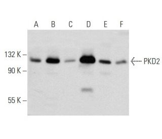 PKD2 Antibody (F-2) - Western Blotting - Image 357331 