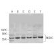 PKDCC Antibody (G-10) - Western Blotting - Image 383957 