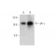 pki γ Antibody (D-8) - Western Blotting - Image 344056 