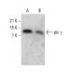 pki γ Antibody (D-8) - Western Blotting - Image 384756