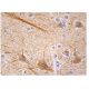 PKLR Antibody (D-10) - Immunohistochemistry - Image 159044 