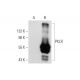 PKLR Antibody (D-10) - Western Blotting - Image 70262