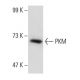 PKM Antibody (YY-3) - Western Blotting - Image 49369 