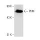 PKM Antibody (YY-3) - Western Blotting - Image 62731 