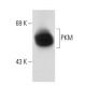 PKM Antibody (YY-3) - Western Blotting - Image 73115