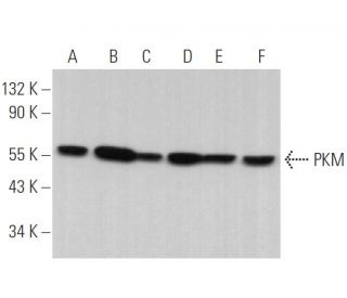 PKM Antibody (C-11) - Western Blotting - Image 379379