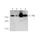 western blotting image from recommended PKN (H-4) monoclonal antibody replacement. Image 345956