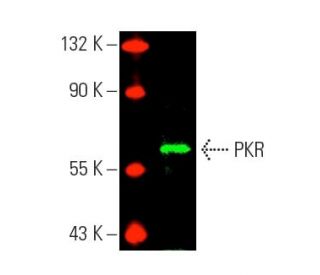 PKR Antibody (B-10) - Western Blotting - Image 389421 