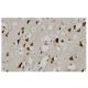 PKR Antibody (FJ-6) - Immunohistochemistry - Image 35995