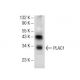 PLAC1 Antibody (G-1) - Western Blotting - Image 145617