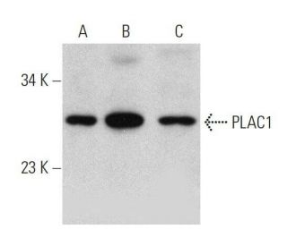 PLAC1 Antibody (G-1) - Western Blotting - Image 359400 