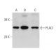 PLAC1 Antibody (G-1) - Western Blotting - Image 359400 