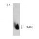 PLAC9 Antibody (F7) - Western Blotting - Image 374565