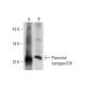 Placental lactogen/GH Antibody (A-4) - Western Blotting - Image 304998
