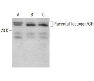Placental lactogen/GH Antibody (A-4) - Western Blotting - Image 376233 