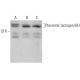 Placental lactogen/GH Antibody (A-4) - Western Blotting - Image 376233 